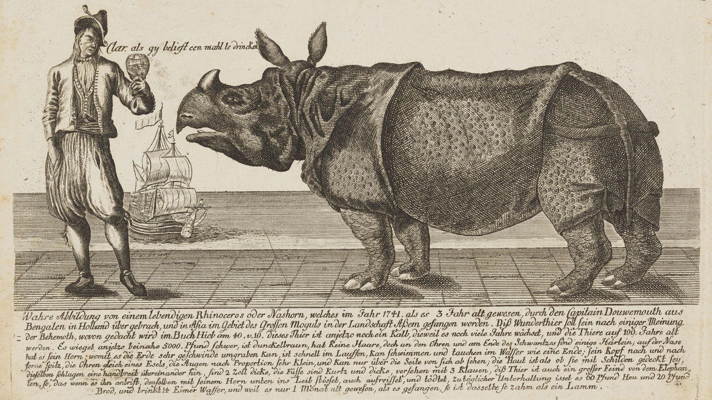 Clara und Douwe Jansz Mout Rhinoceros und Mann