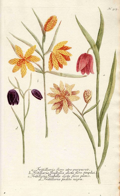 Fritillaria in: Johann Wilhelm Weinmann: Phytanthoza Iconographia, 4 Bde., Regensburg, 1737–1745
