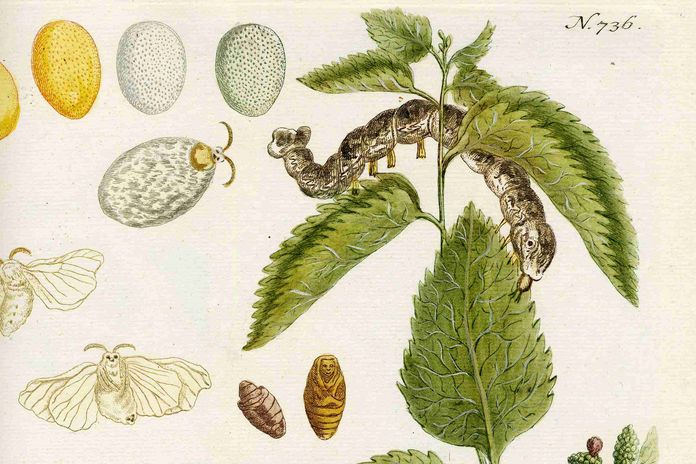 Maulbeere in: Johann Wilhelm Weinmann: Phytanthoza Iconographia, 4 Bde., Regensburg, 1737–1745